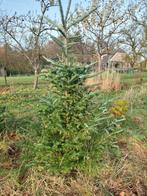 Nordmann kerstbomen te koop, Tuin en Terras, Bloeit niet, 100 tot 250 cm, Volle zon, In pot