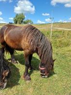 Lieve fell pony met goede papieren ruin, Dieren en Toebehoren, Pony's, Ruin, C pony (1.27m tot 1.37m), Recreatiepony, 3 tot 6 jaar