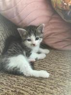 meisje kitten, Dieren en Toebehoren, 0 tot 2 jaar
