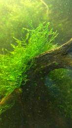 Javamos, Dieren en Toebehoren, Vissen | Aquariumvissen, Vis