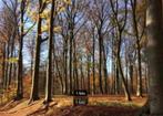 Bosgrond te koop gevraagd in West Brabant., Ophalen of Verzenden, Volle zon, Overige soorten