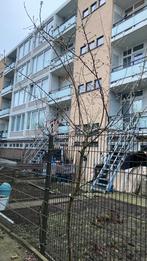 Amandelen bomen 15 enro per boom, Doe-het-zelf en Verbouw, Steigers, Ophalen of Verzenden, Zo goed als nieuw, Overige typen, 5 meter of hoger