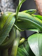 1.2 Gonyosoma prasinum CB24, Dieren en Toebehoren, Slang