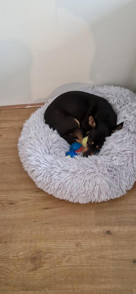 Hond 3 jaar, Dieren en Toebehoren, Honden | Chihuahua's en Gezelschapshonden, Teef, Overige rassen, Particulier, Eén hond, Nederland