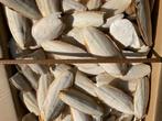 Sepia inktvis schelpen Calciumbron stukken middel & klein, Dieren en Toebehoren, Ophalen of Verzenden