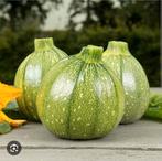 Kleine courgette planten stekjes, Tuin en Terras, Planten | Tuinplanten, Halfschaduw, Zomer, Ophalen, Groenteplanten