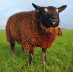 Dassenkop Texelaar dekram, Dieren en Toebehoren, Schapen, Geiten en Varkens, Mannelijk, Schaap, 0 tot 2 jaar