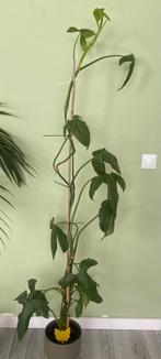 Philodendron bipennifolium plant, Ophalen, Overige soorten, 150 tot 200 cm