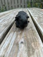 Jong cavia zeugje, Dieren en Toebehoren, Cavia, Vrouwelijk, Tam, Oktober