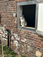 Speelse buiten Kater zoekt baasje, Dieren en Toebehoren, Katten en Kittens | Overige Katten, Kater