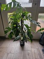 Epipremnum Pinnatum Variegata, Ophalen, Halfschaduw, Minder dan 100 cm