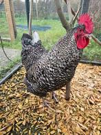 Zeus zoekt een huisje! (Haan- Koekoeks Marans), Dieren en Toebehoren, Pluimvee, Mannelijk, Kip