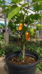 Adjoema Geel Peperplant, Tuin en Terras, Planten | Struiken en Hagen, Ophalen, Overige soorten, Minder dan 100 cm