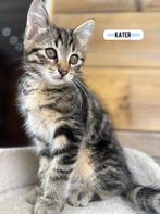 Siberische boskat kittens, Dieren en Toebehoren, Meerdere dieren, Ontwormd