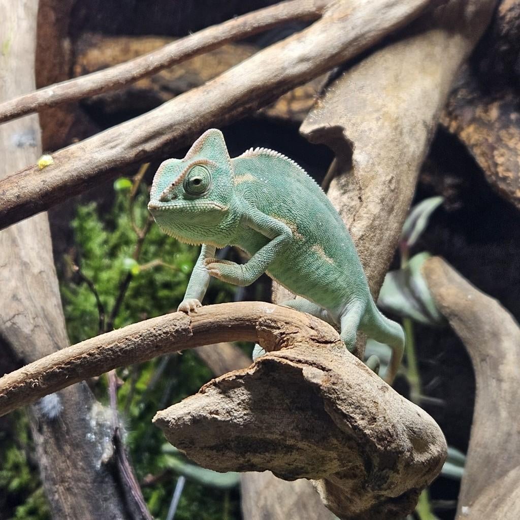 Jemen Kameleon, Dieren en Toebehoren, Reptielen en Amfibieën, Hagedis, 0 tot 2 jaar