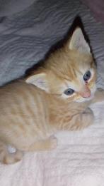 Kitten 7 weken (Meisje), Dieren en Toebehoren, Katten en Kittens | Overige Katten, Poes
