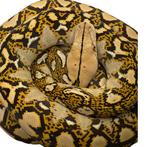 Python Reticulatus, Slang