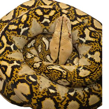 Python Reticulatus beschikbaar voor biedingen
