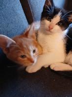 kittens, Dieren en Toebehoren, Katten en Kittens | Raskatten | Korthaar, Meerdere dieren, 0 tot 2 jaar