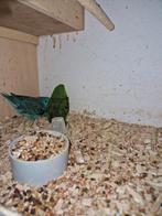 Hele mooie Catherine parkieten., Dieren en Toebehoren, Meerdere dieren, Parkiet