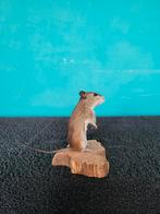 Een prachtige opgezette muisje !Nr 5, Verzamelen, Ophalen of Verzenden, Nieuw, Overige soorten, Opgezet dier