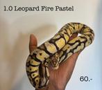 1.0 Leopard Fire Pastel NK23, Dieren en Toebehoren, Reptielen en Amfibieën, Slang