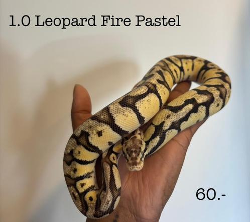1.0 Leopard Fire Pastel NK23, Dieren en Toebehoren, Reptielen en Amfibieën, Slang