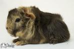 Choco otter creme wit peruvian cavia zeugje, Dieren en Toebehoren, Knaagdieren, Cavia, Juli, Vrouwelijk, Tam
