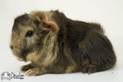 Choco otter creme wit peruvian cavia zeugje, Dieren en Toebehoren, Knaagdieren, Vrouwelijk, Cavia, Juli, Tam