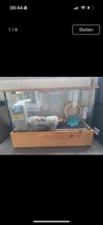 Gerbilarium/glazen kooi, Dieren en Toebehoren, Kooi, Minder dan 75 cm, Zo goed als nieuw, Ophalen