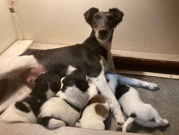 Engelse gladhaar Foxterrier pups met stamboom  beschikbaar voor biedingen
