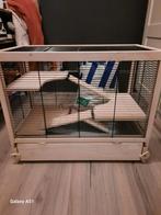 Hamster kooi goud hamster, Dieren en Toebehoren, Ophalen