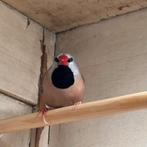 Spitsstaart, Dieren en Toebehoren, Mannelijk