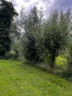 Wilgentakken wilgentenen knotwilg, Ophalen, Volle zon, Overige soorten