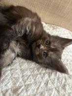 6 prachtige Maine Coon kittens, Dieren en Toebehoren, Meerdere dieren, Ontwormd, 0 tot 2 jaar