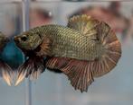 Betta Man Copper HMPK, Dieren en Toebehoren, Vis