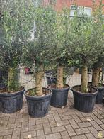 Olijfbomen dikke stam diverse maten, Ophalen of Verzenden, 100 tot 250 cm, Olijfboom, Zomer