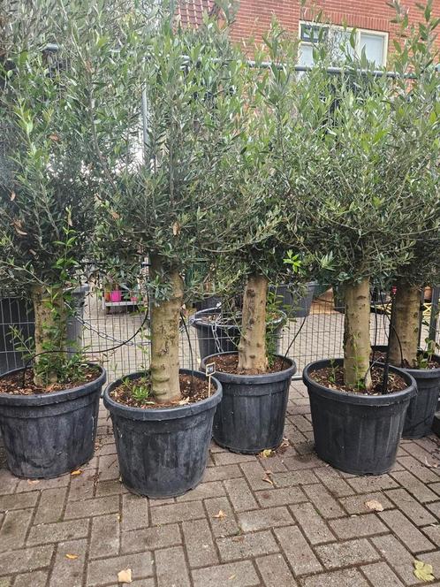 Olijfbomen dikke stam diverse maten, Tuin en Terras, Planten | Bomen, Olijfboom, 100 tot 250 cm, Volle zon, Zomer, In pot, Ophalen of Verzenden