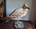 Taxidermie Opgezette Jonge Zilvermeeuw/Meeuw/Vogel, Ophalen of Verzenden