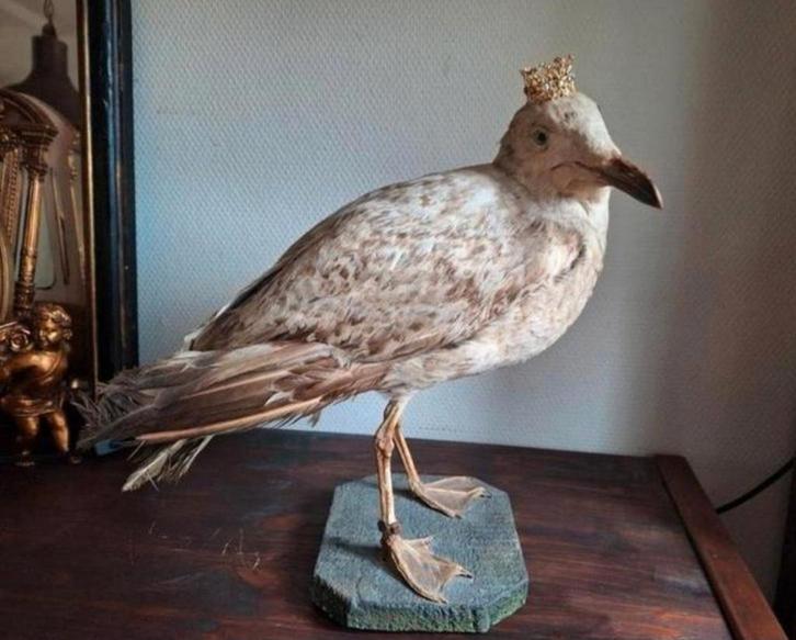 Taxidermie Opgezette Jonge Zilvermeeuw/Meeuw/Vogel, Antiek en Kunst, Curiosa en Brocante, Ophalen of Verzenden