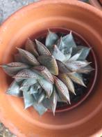 Verschillende succulenten, Huis en Inrichting, Ophalen of Verzenden, Overige soorten, Minder dan 100 cm