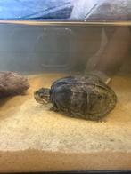 Muskusschildpad, Dieren en Toebehoren, Reptielen en Amfibieën, Schildpad