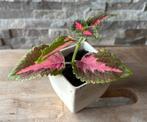 Siernetel/ coleus stek in pot, Huis en Inrichting, Kamerplanten, Overige soorten, In pot, Minder dan 100 cm, Groene kamerplant