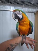 Super tamme catalina ara., Dieren en Toebehoren, Vogels | Parkieten en Papegaaien, Mannelijk, Papegaai, Geringd