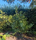 Zwarte bes struik 160cm, Ophalen of Verzenden, Lente, Volle zon, Overige soorten