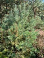 Pijnbomen, Grove Dennen, Pinus Sylvestris te koop, Tuin en Terras, Planten | Bomen, Bloeit niet, Overige soorten, 250 tot 400 cm