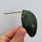 Geworteld Hoya Rintzii Borneo Stekje [1], Ophalen of Verzenden