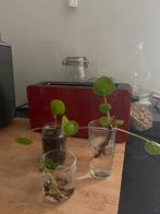 Pannekoekenplant stekje, Huis en Inrichting, Kamerplanten, Ophalen of Verzenden, Overige soorten, Minder dan 100 cm