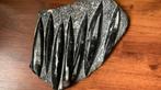 orthoceras plaat 30X25 cm 3,8 kg, Verzamelen, Ophalen of Verzenden, Schelp(en)