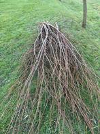 Gratis wilgentenen, geknot en paardvriendelijk, Ophalen of Verzenden, Zo goed als nieuw, 180 tot 250 cm, Overige typen
